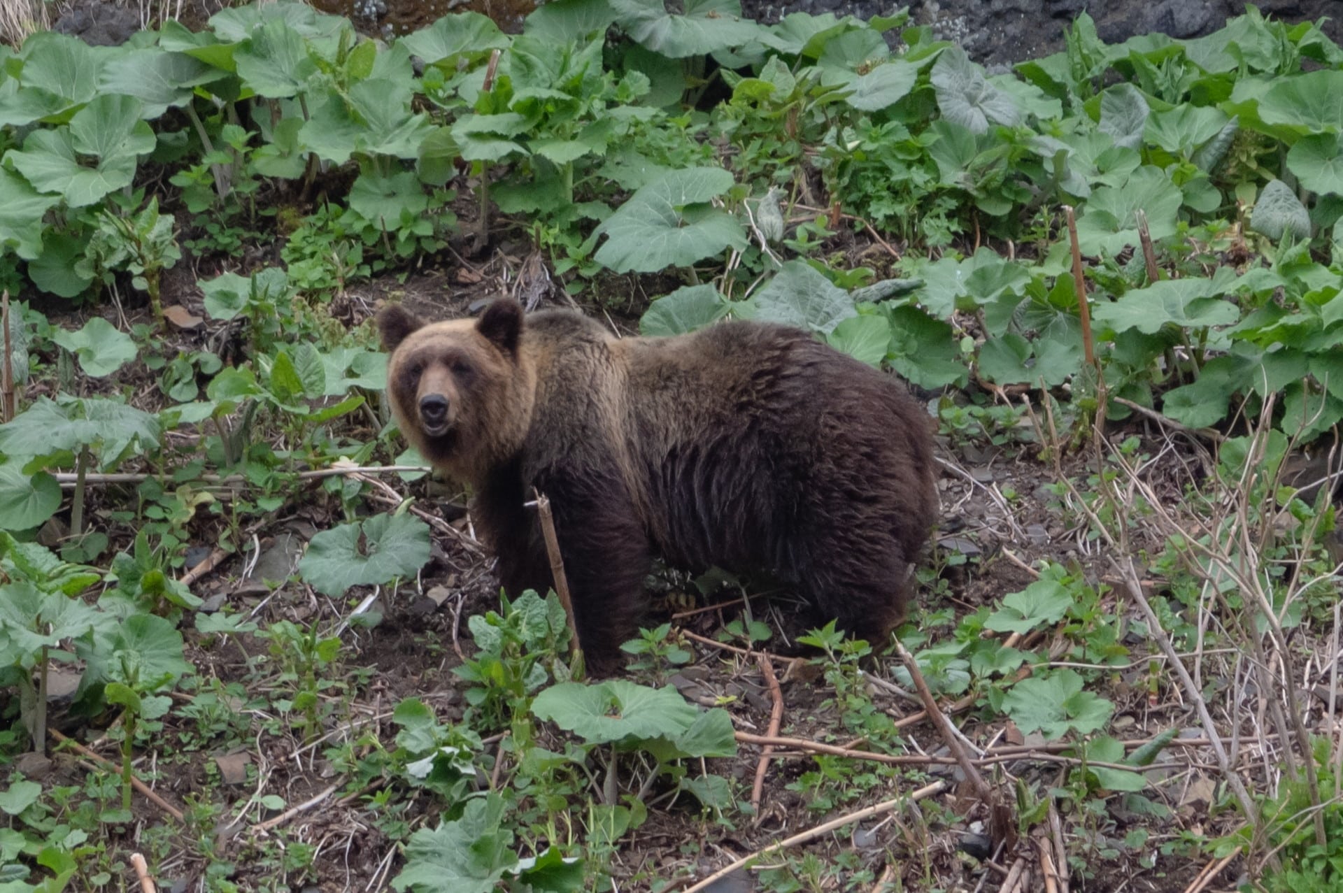 熊の出没が増えた原因は？