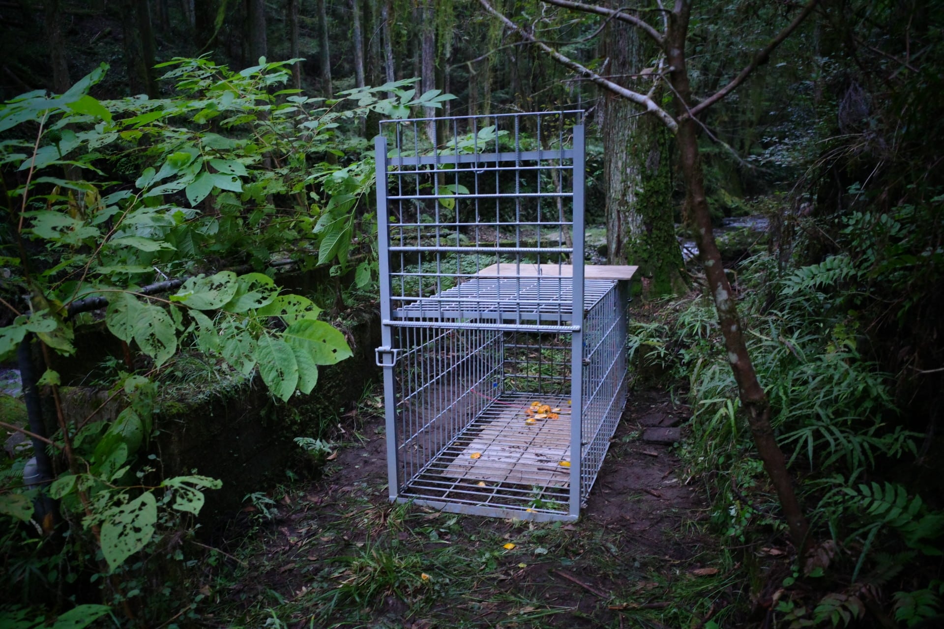 熊の出没に関するよくある質問