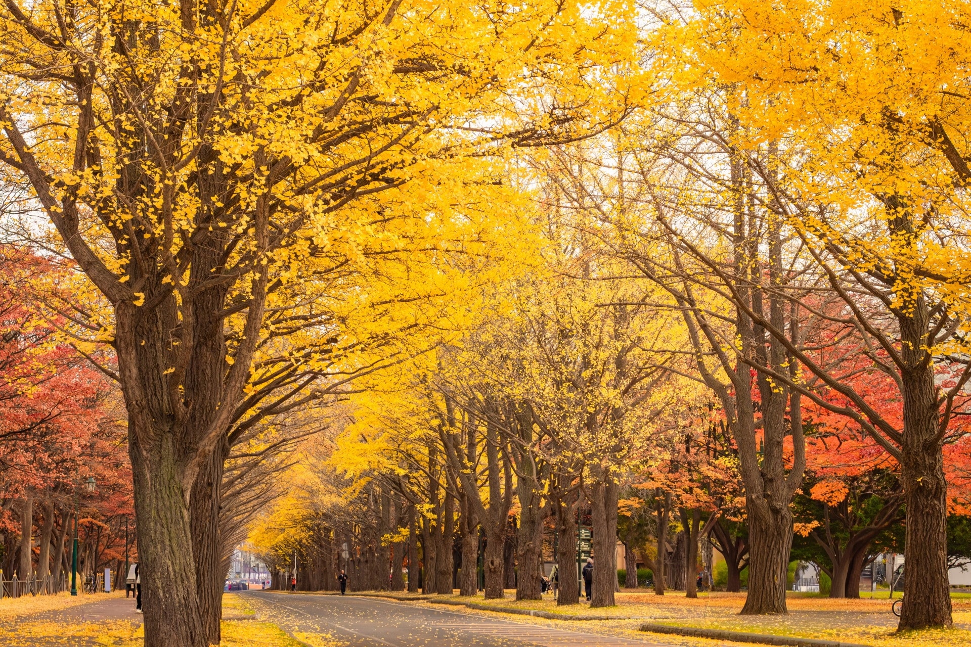 恵迪寮の倍率は？入寮選考を攻略